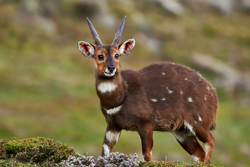 Menelik’s Bushbuck (Tragelaphus scriptus meneliki) standing alert in Ethiopia’s highland forest, with spiral horns and deep brown coat.