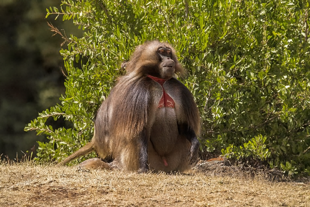 Male Gelada Baboon with bleeding heart chest patch in Simien Mountains, Ethiopia—endemic wildlife species