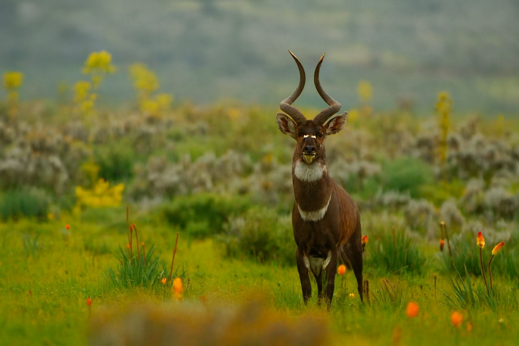 Mountain Nyala in Ethiopia’s Bale Mountains — graceful endemic antelope with spiral horns and dark-striped coat.