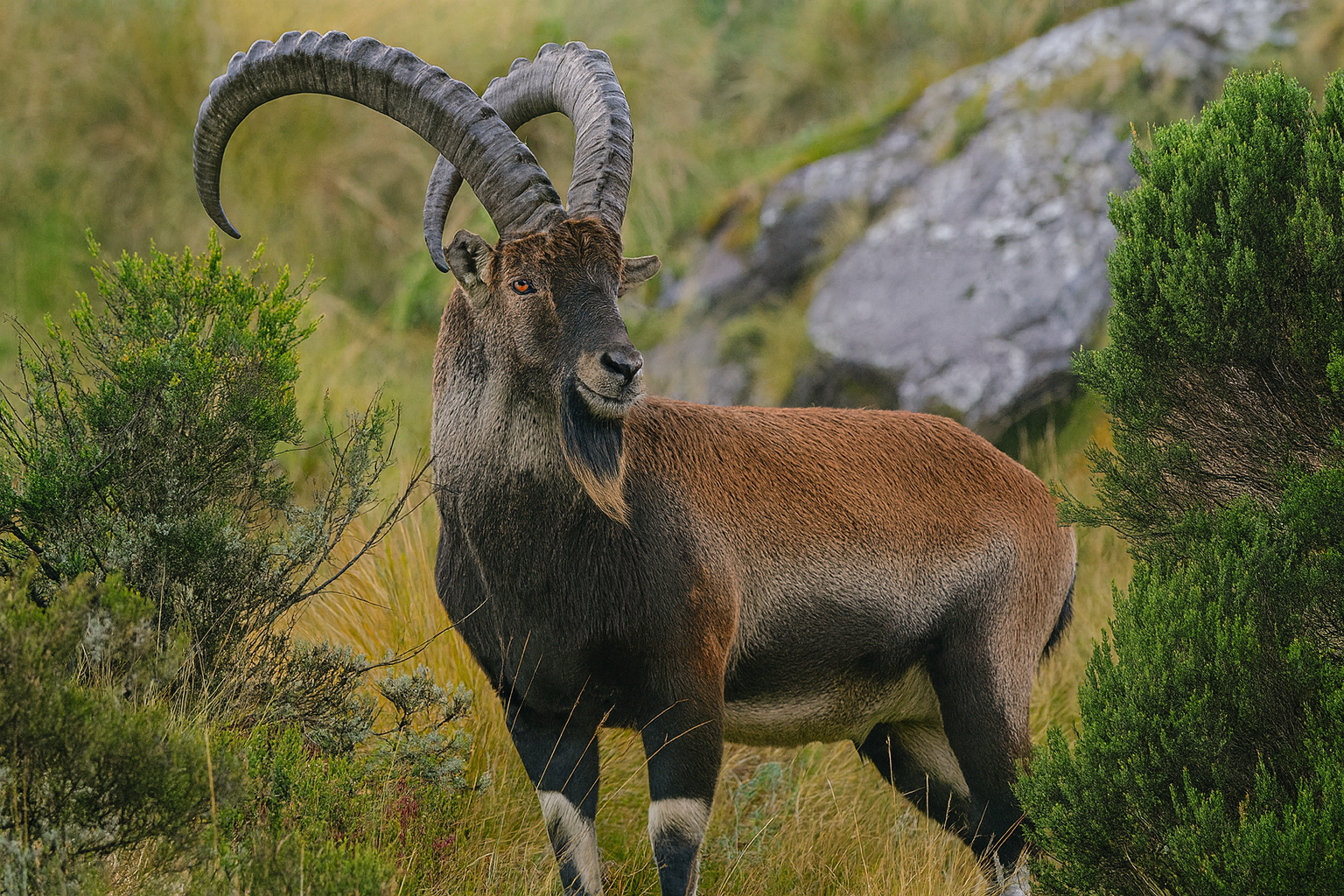 Walia ibex in Ethiopia’s Simien Mountains — rare cliff-dwelling endemic species with curved horns and rugged coat