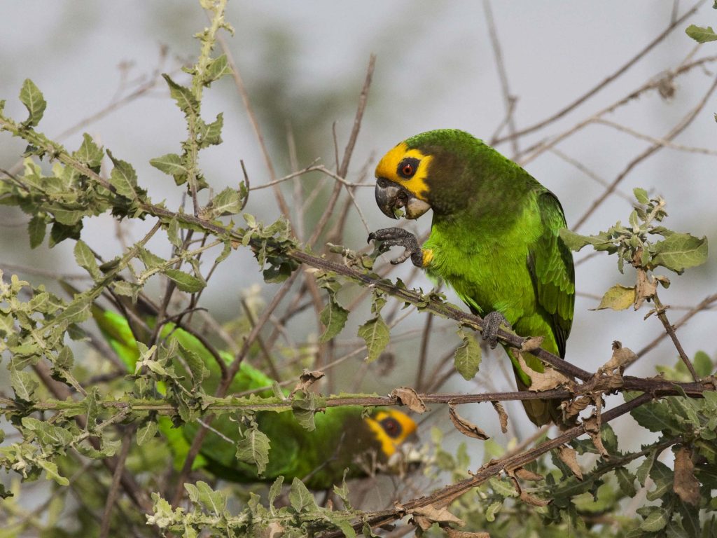 Yellow-fronted Parrot endemic parrot of Ethiopian highland forests - Caption (Elegant & Classic): Bright Yellow‑fronted Parrot, a cheerful highlight of Ethiopia’s highland forests. ✅ Why This Works - Professional: Concise, dignified phrasing suitable for a client‑facing gallery. - Elegant: Uses refined language (“cheerful highlight”) to evoke emotional impact. - SEO: Includes keywords Yellow‑fronted Parrot, endemic, Ethiopia, and highland forests — terms birdwatchers and travelers search for. Would you like me to now prepare a unified set of alt text + captions for all Ethiopian endemics (Blue‑winged Goose, Prince Ruspoli’s Turaco, Spot‑breasted Lapwing, etc.) so your gallery is fully consistent and SEO‑optimized?