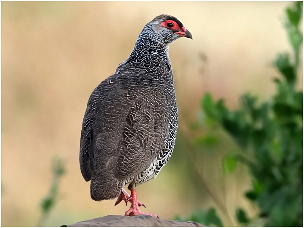 Harwood’s Francolin rare endemic bird of Jemma Valley Ethiopia