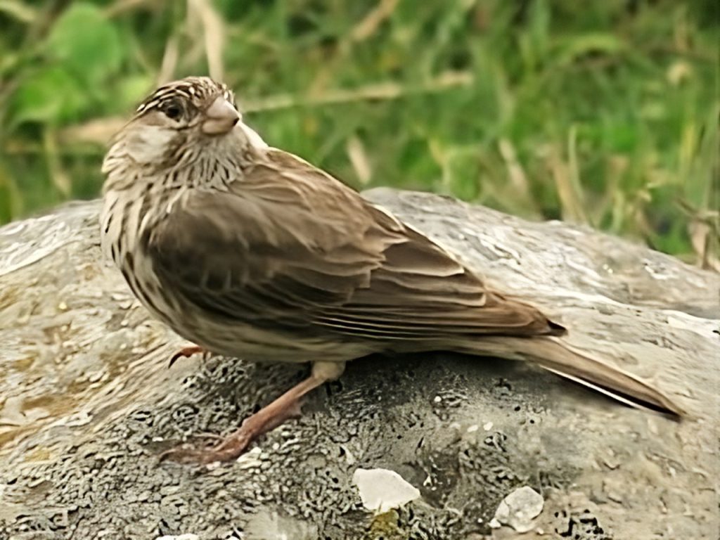 Ankober Serin Cliff-dwelling Endemic Finch of Ethiopia