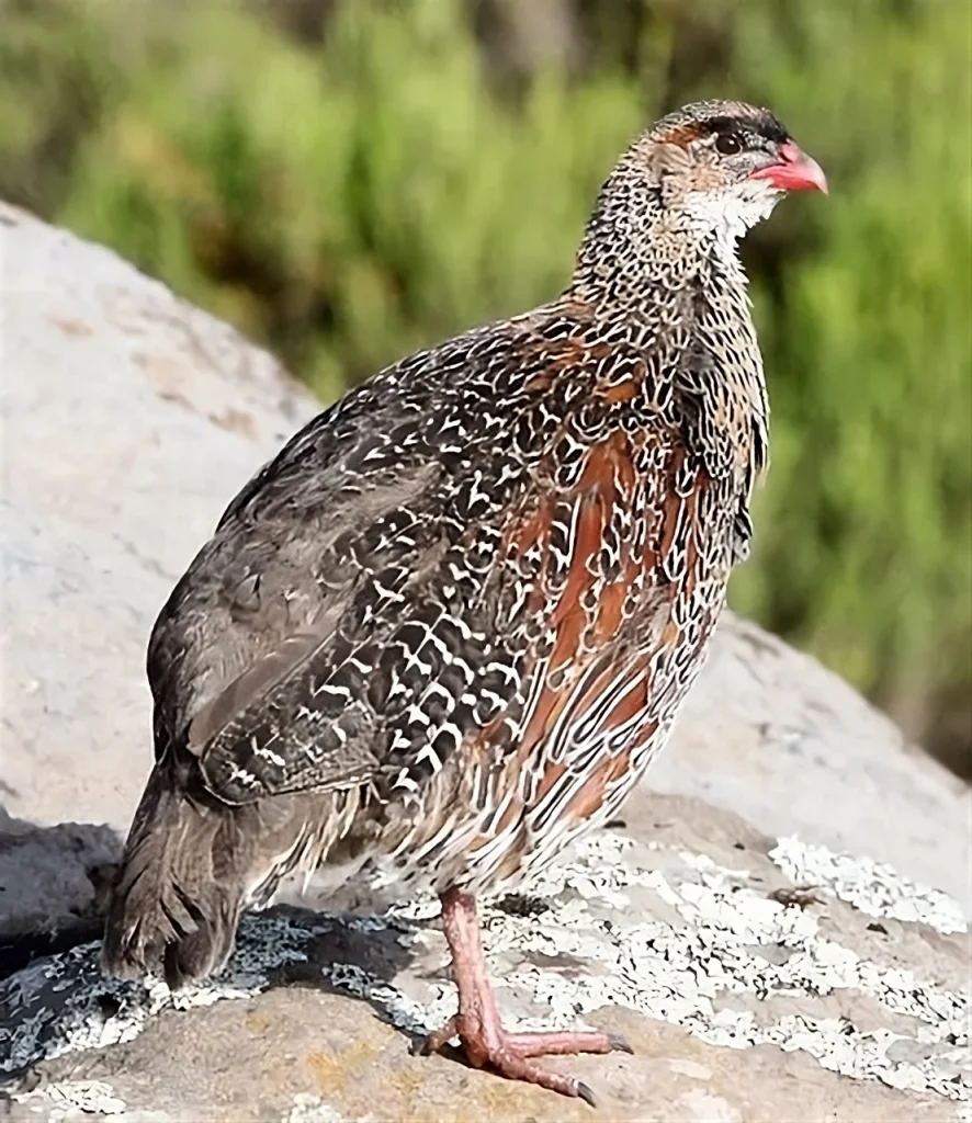 Moorland Francolin endemic bird of Ethiopian Afro-alpine moorlands