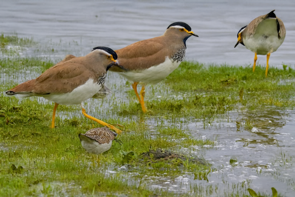 Masked Lapwings and sandpiper foraging in Ethiopian wetland—birdwatching tour highlight near Lake Tana.