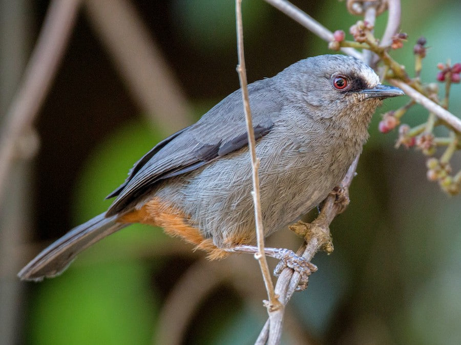 Abyssinian catbird endemic songbird of Ethiopia's highland forest